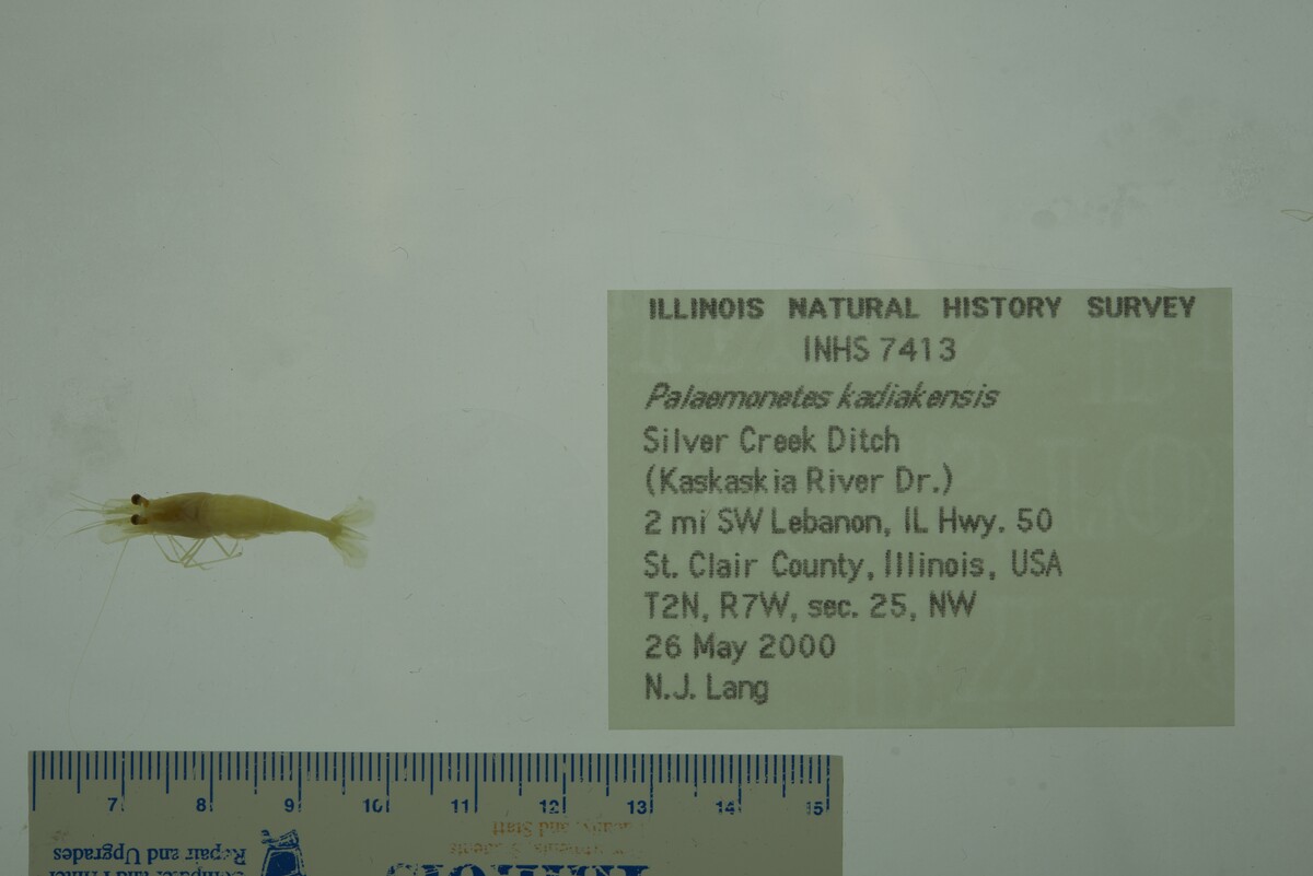 Palaemonetes kadiakensis image